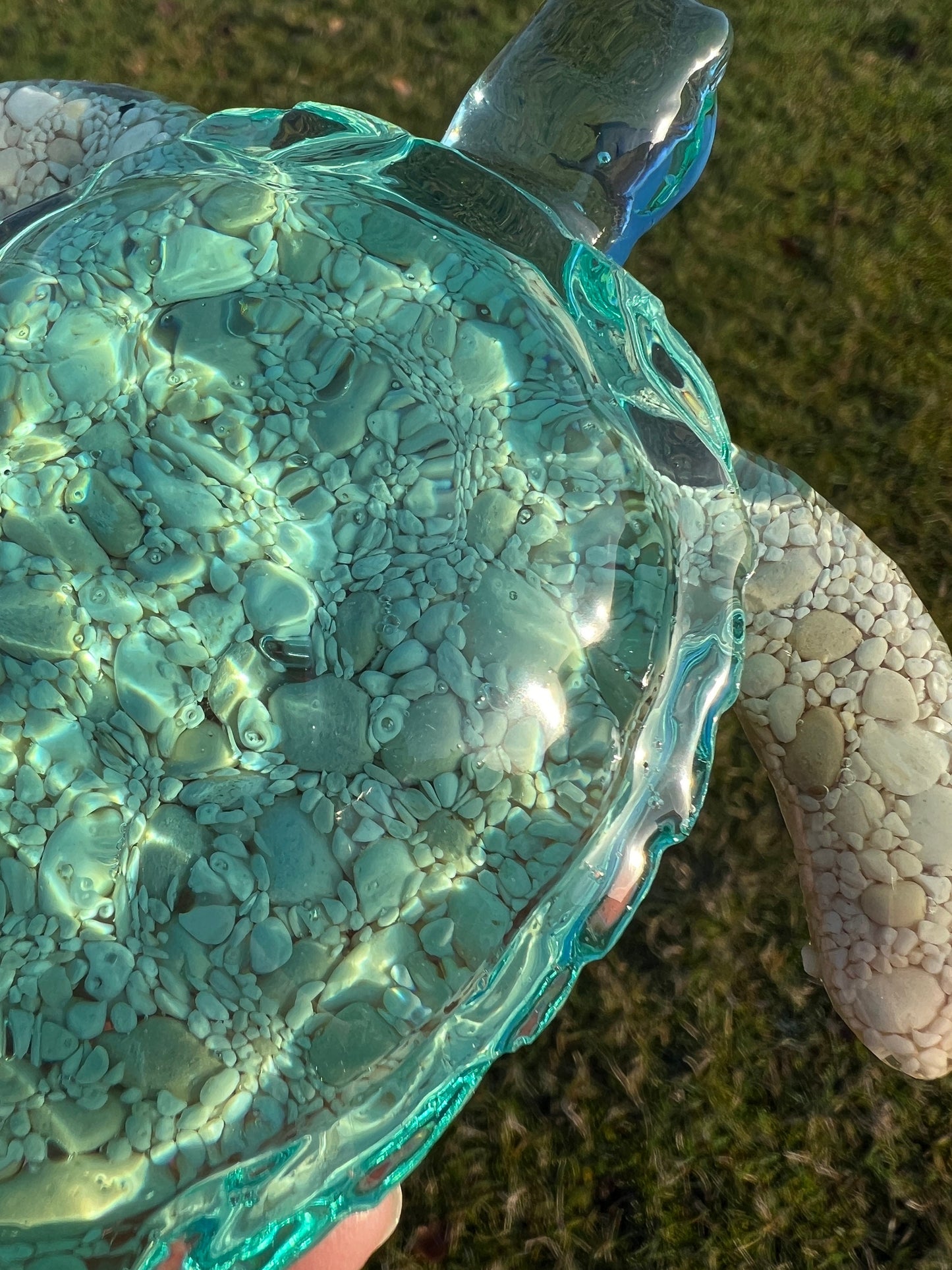 Ocean Turtle -X- large