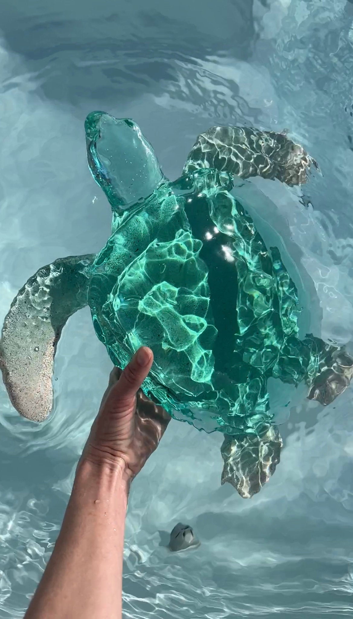 Gigantisk Havssköldpadda - 36 cm