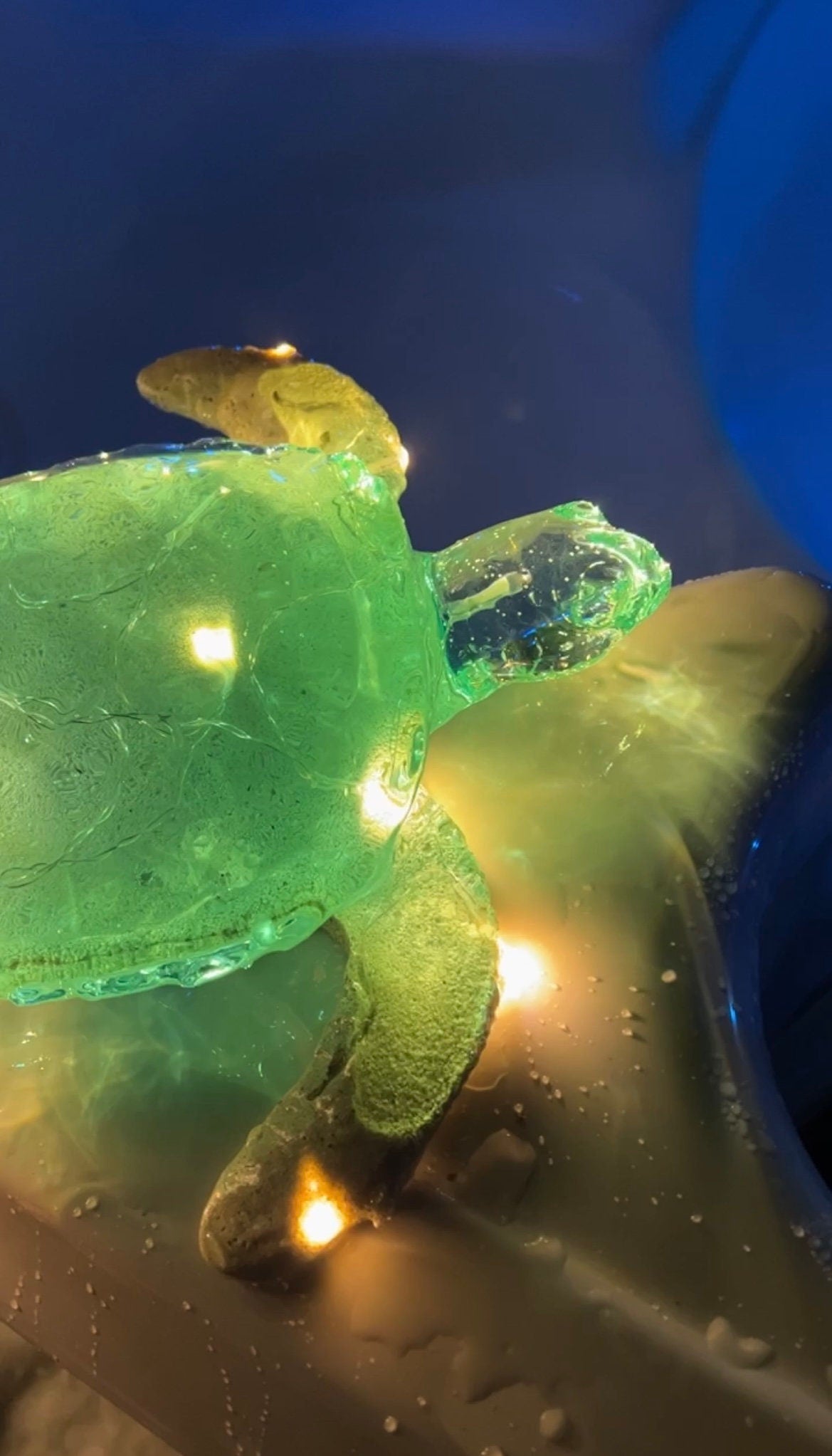 GIANT Turtle nightlight