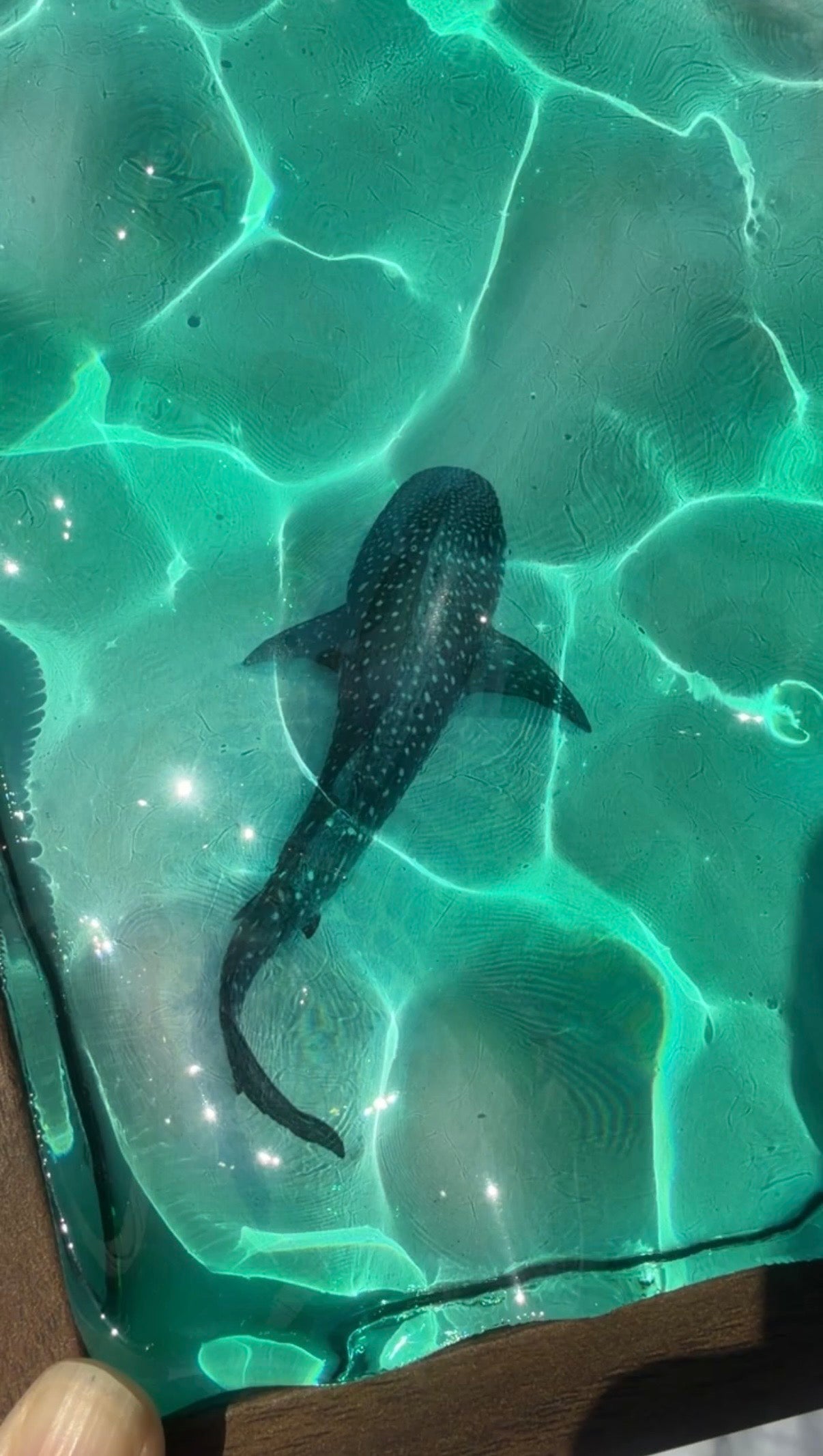 Water ripple art whaleshark - OCEAN ART